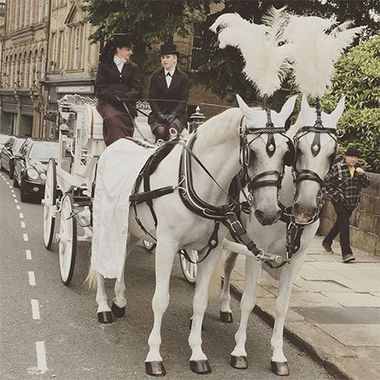 horses
