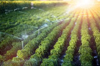 Irrigation Crops — Forrest, IL — RTJ Electric Irrigation Crops — Forrest, IL — RTJ Electric