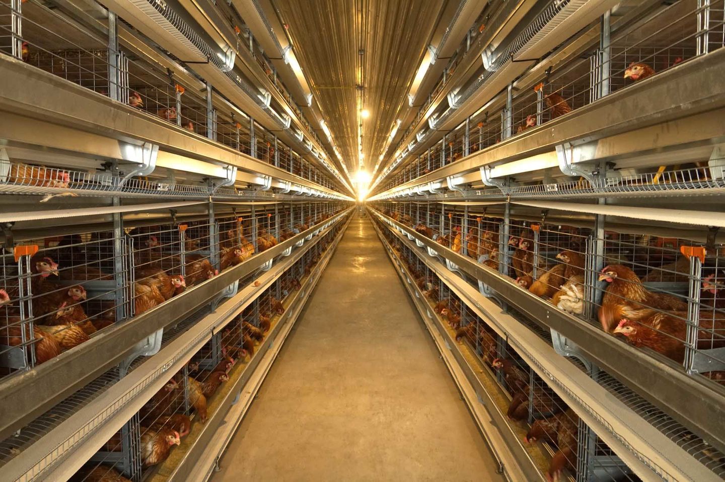 Chicken Farm — Forrest, IL — RTJ Electric