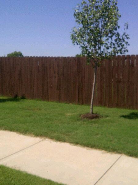 Backyard with a young tree, green grass, wooden fence, and concrete patio under a clear sky