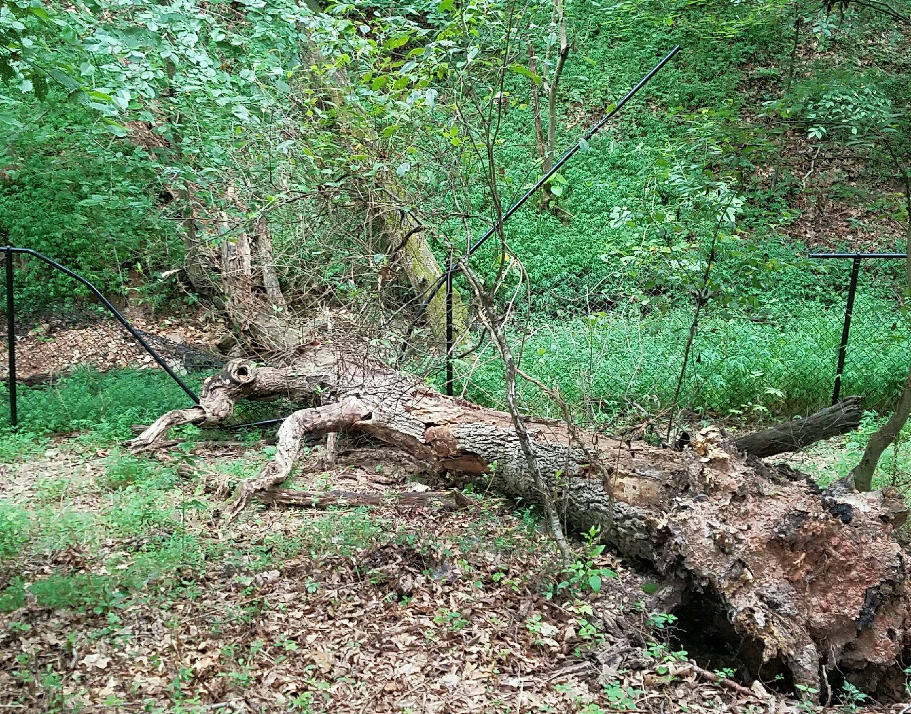 Large fallen tree trunk lying across a green wooded area beside a wire fence.