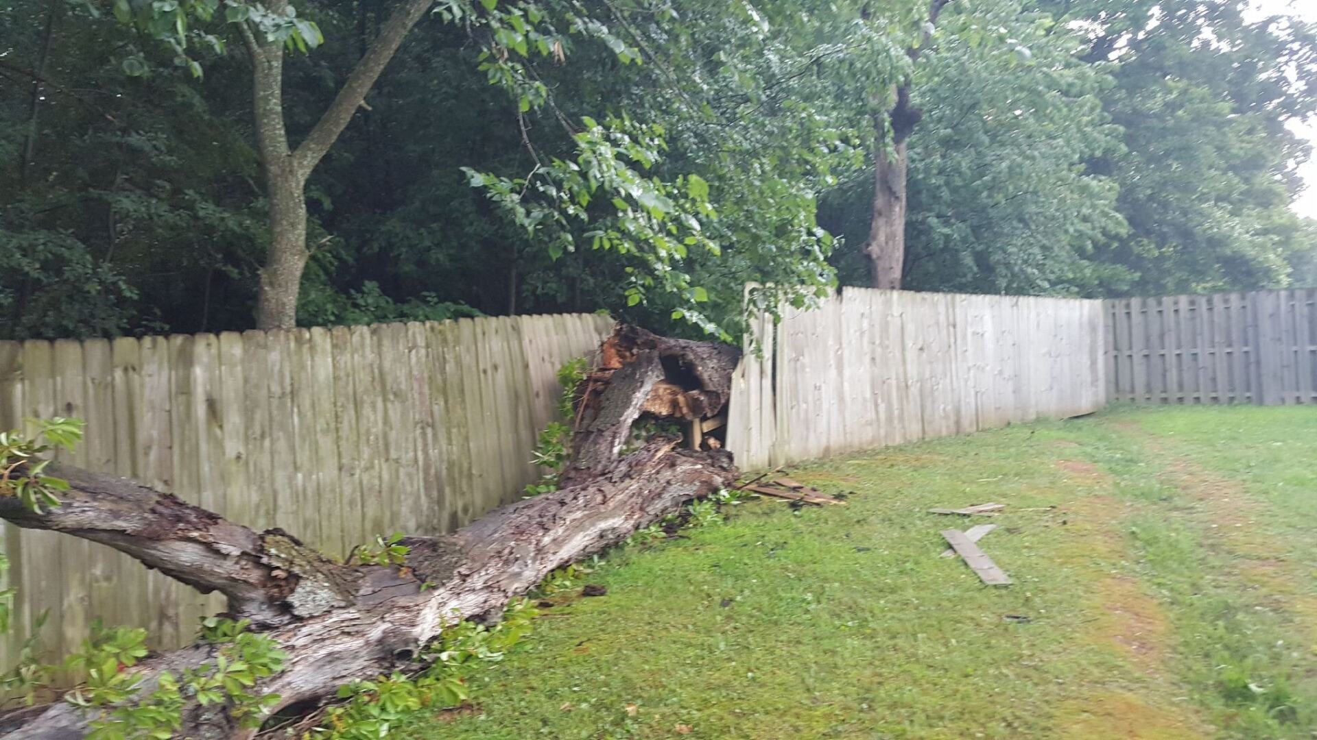 Large fallen tree trunk лежing along a grassy yard beside a wooden fence and trees.