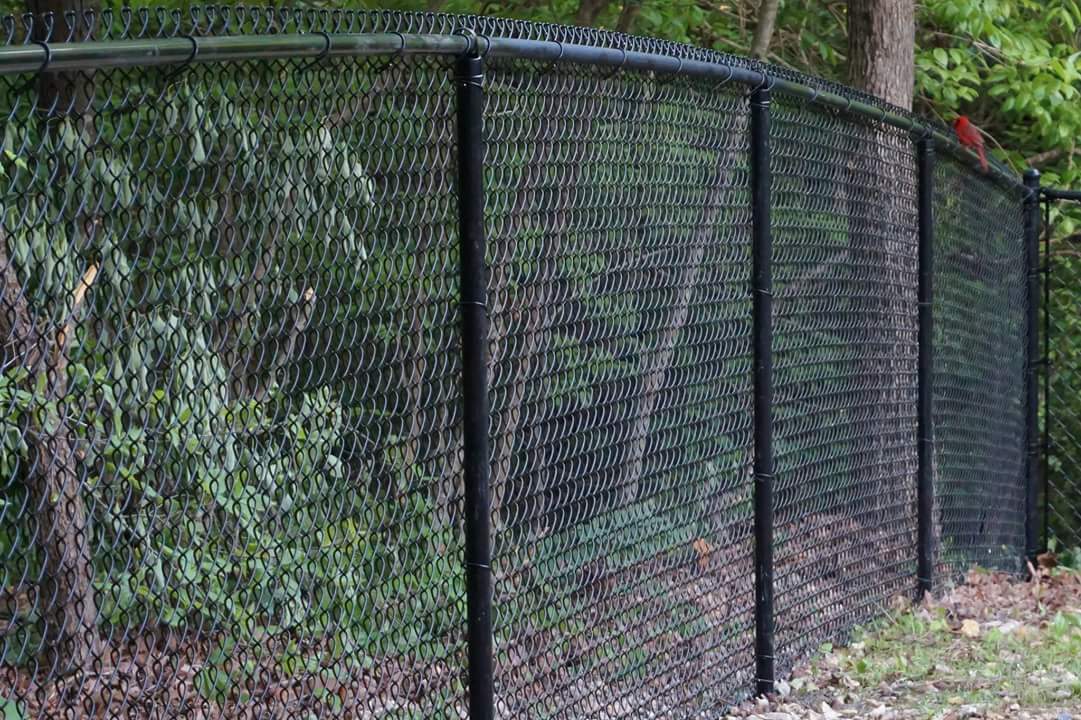 Black chain-link fence along a wooded path, with a red bird perched on the far right post.