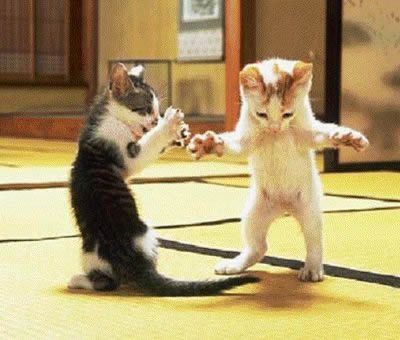Cat grooming services
