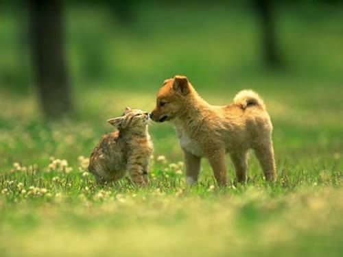 Cat grooming services