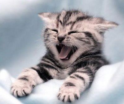 Cat grooming services