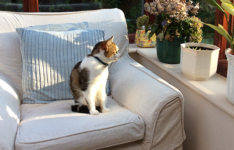 Luxurious catteries for your furry four-legged friend