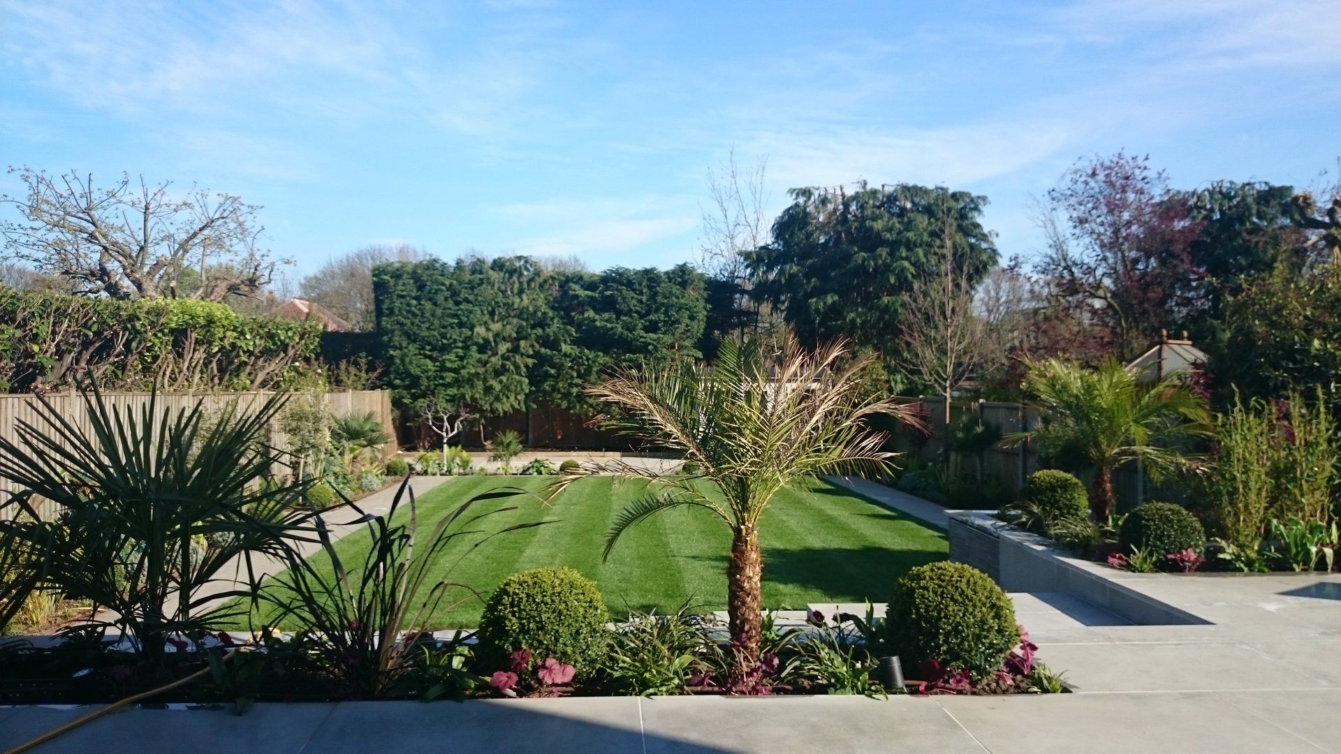 A lush green lawn with palm trees and bushes surrounding it on a sunny day.