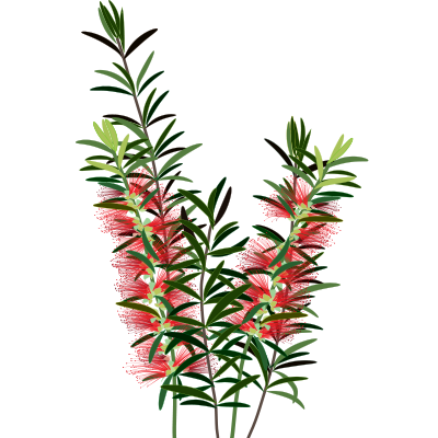 bottlebrush native plant