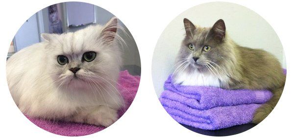 pretty kitty all natural cat grooming two cats