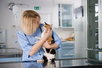 Vet Cuddling Cat - Experienced Vet in Tucson, AZ Vet Cuddling Cat - Experienced Vet in Tucson, AZ