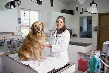 Dog Check Up - Experience Vet in Tucson, AZ Dog Check Up - Experience Vet in Tucson, AZ
