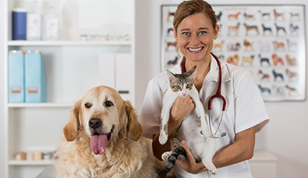 Vet Holding Cat - Pet Health in Tucson, AZ Vet Holding Cat - Pet Health in Tucson, AZ