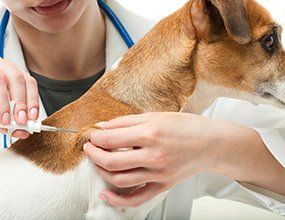 Dog Vaccine - Pet Care Needs in Tucson, AZ Dog Vaccine - Pet Care Needs in Tucson, AZ