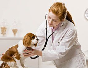 Pet Check Up by Vet - Pet Care Needs in Tucson, AZ Pet Check Up by Vet - Pet Care Needs in Tucson, AZ