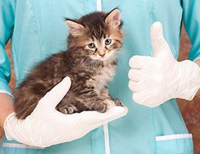 Vet Holding a Kitten - Pet Care Needs in Tucson, AZ Vet Holding a Kitten - Pet Care Needs in Tucson, AZ