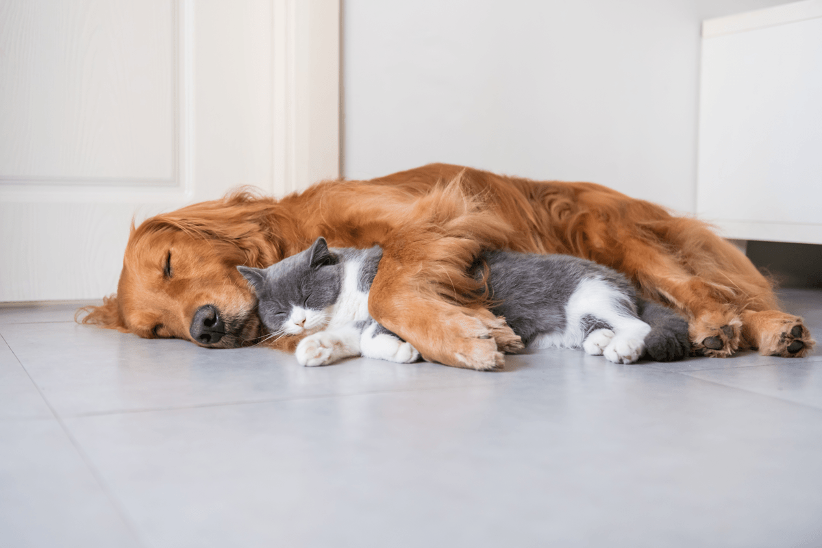 pets cuddling