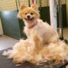 dog boarding