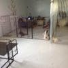 dog boarding