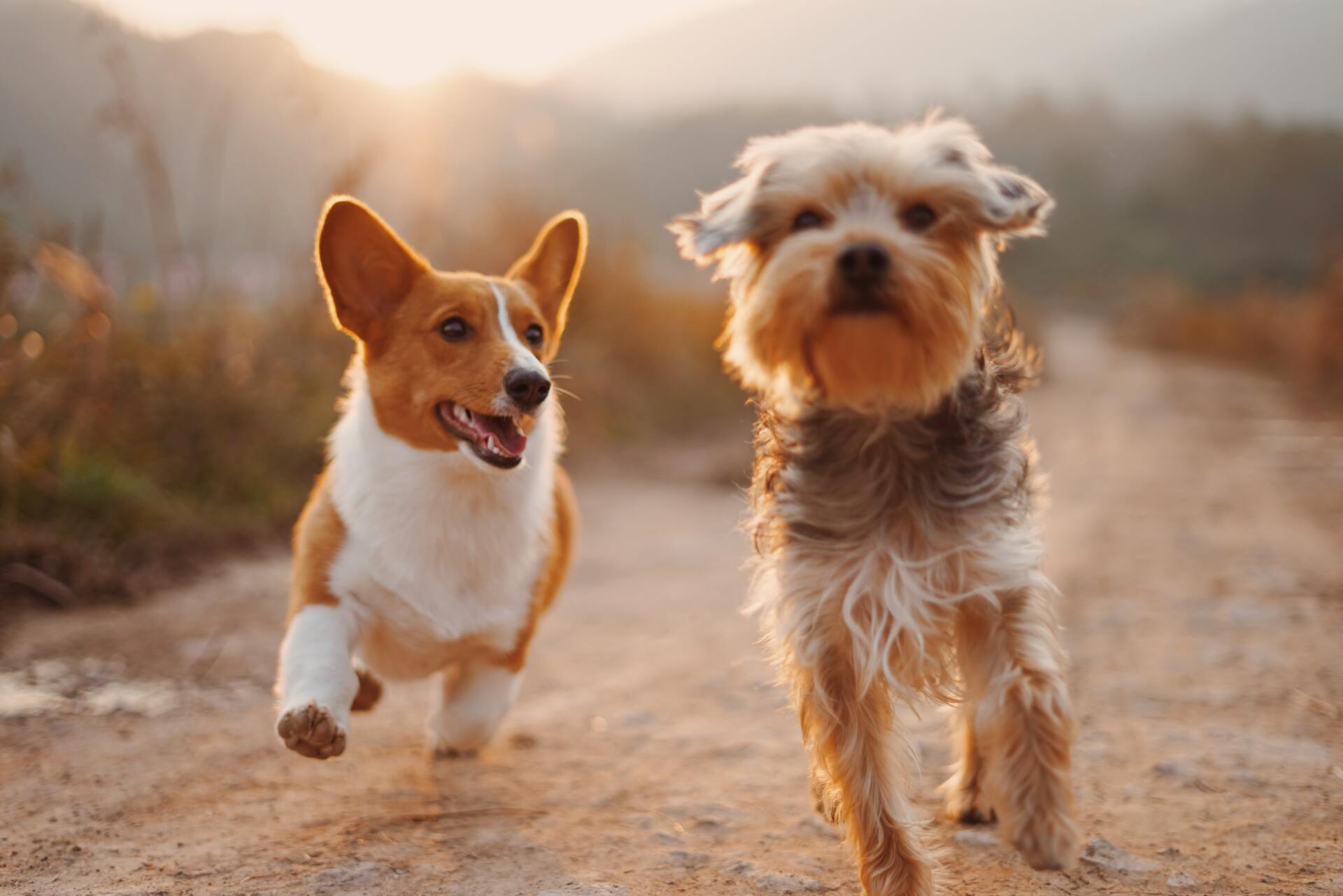 DOG BOARDING