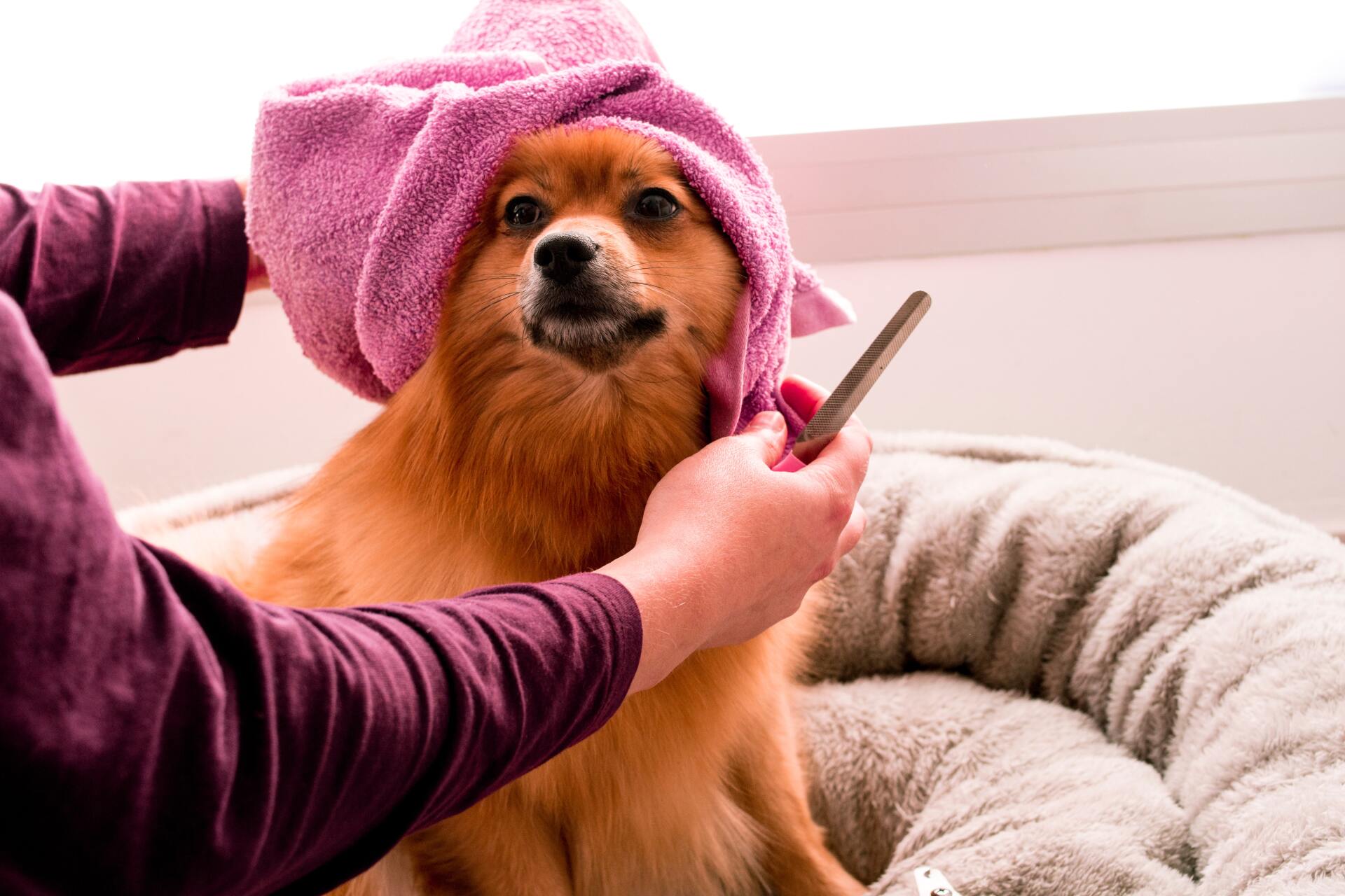 DOG BOARDING