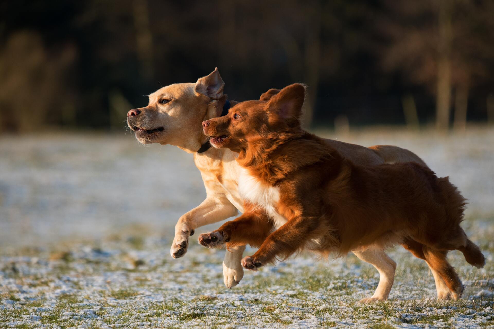 dog boarding