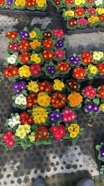 piante da terrazzo