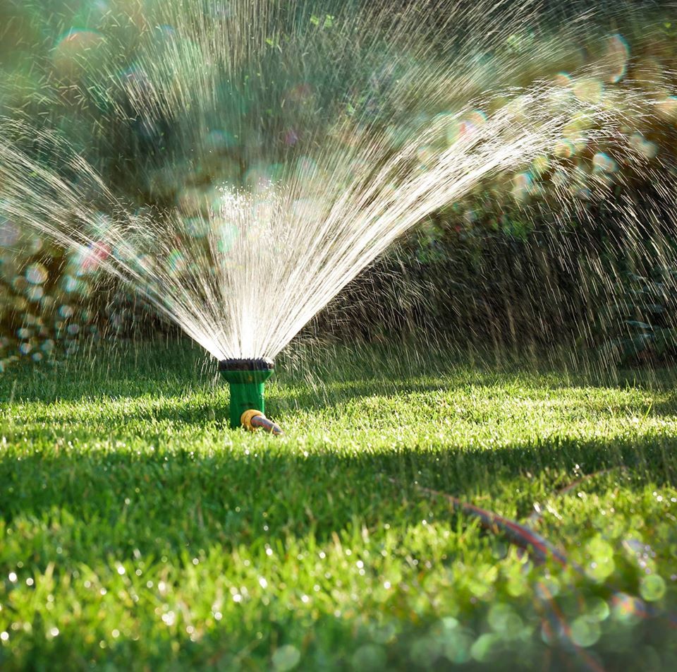 inserimento di piante in giardino