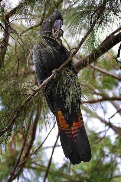 bird in tree