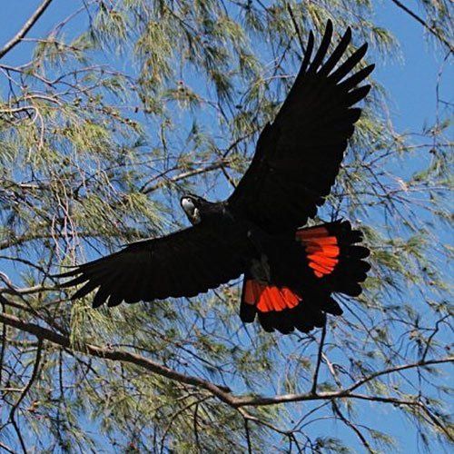 bird