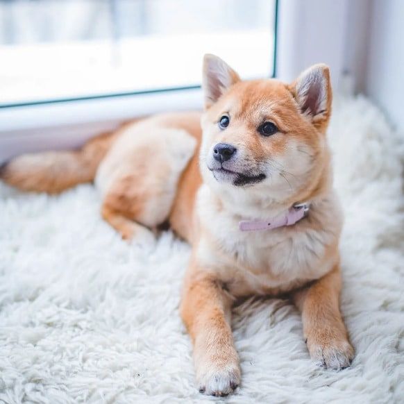 dog laying on a carpet