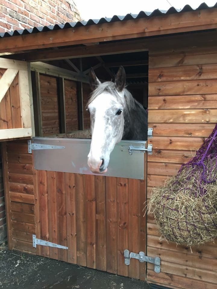 white horse looking over a stable door