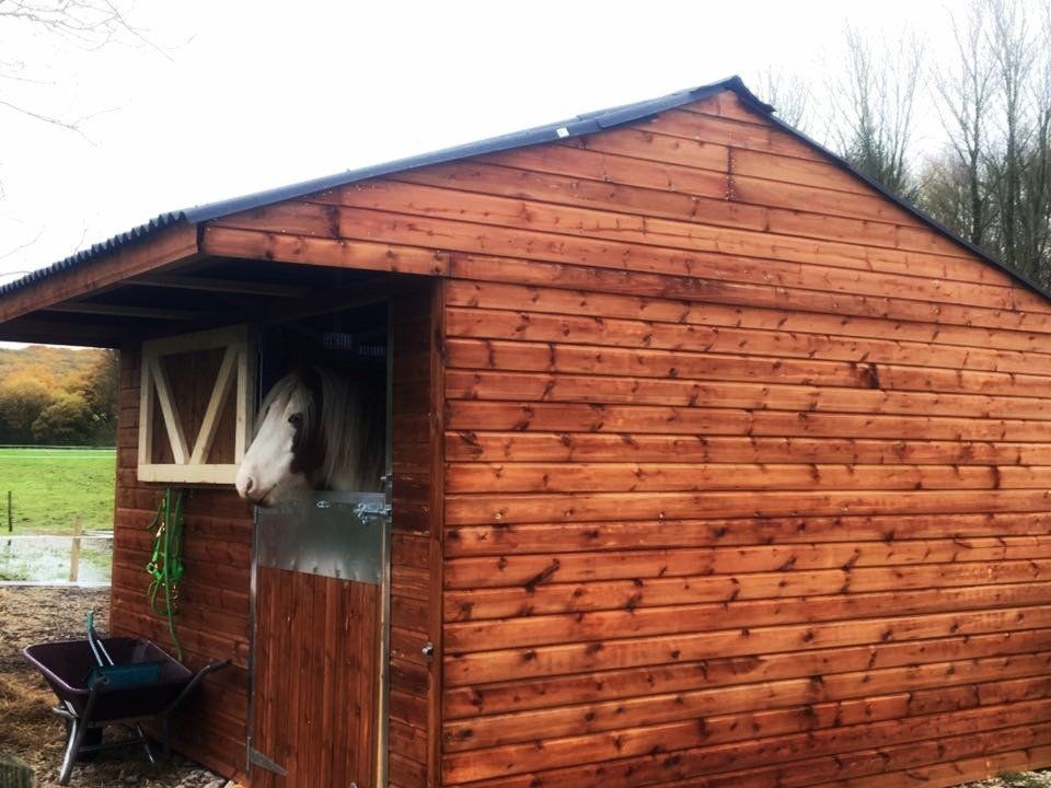 horse looking out of a stable