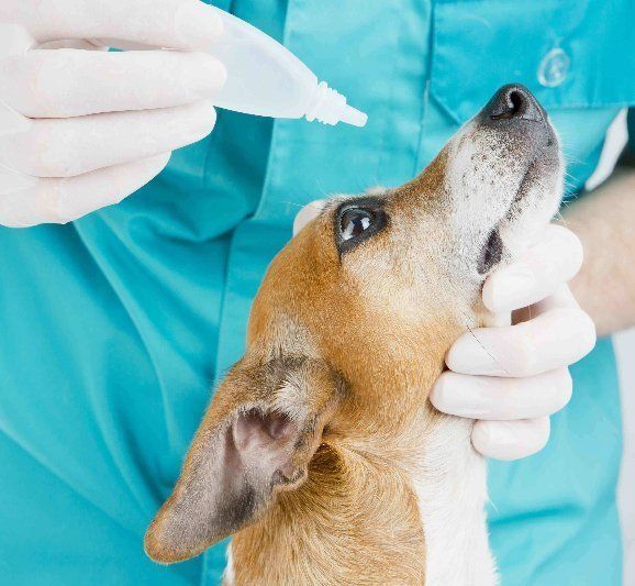 Image: Dog getting eye drops