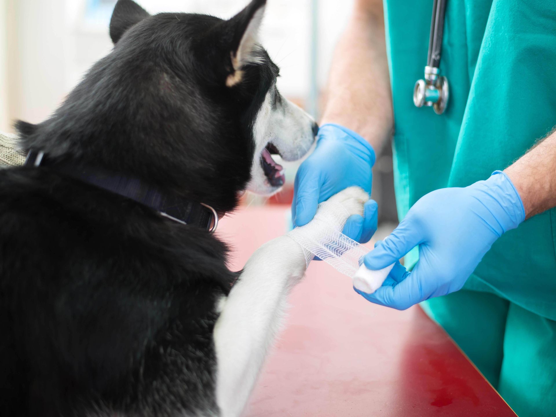 Image: Vet wrapping a bandage on a dog's paw