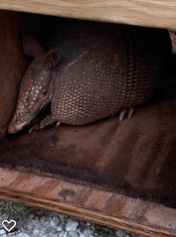 Armadillo curled up inside a wooden structure, brown and gray scales visible.