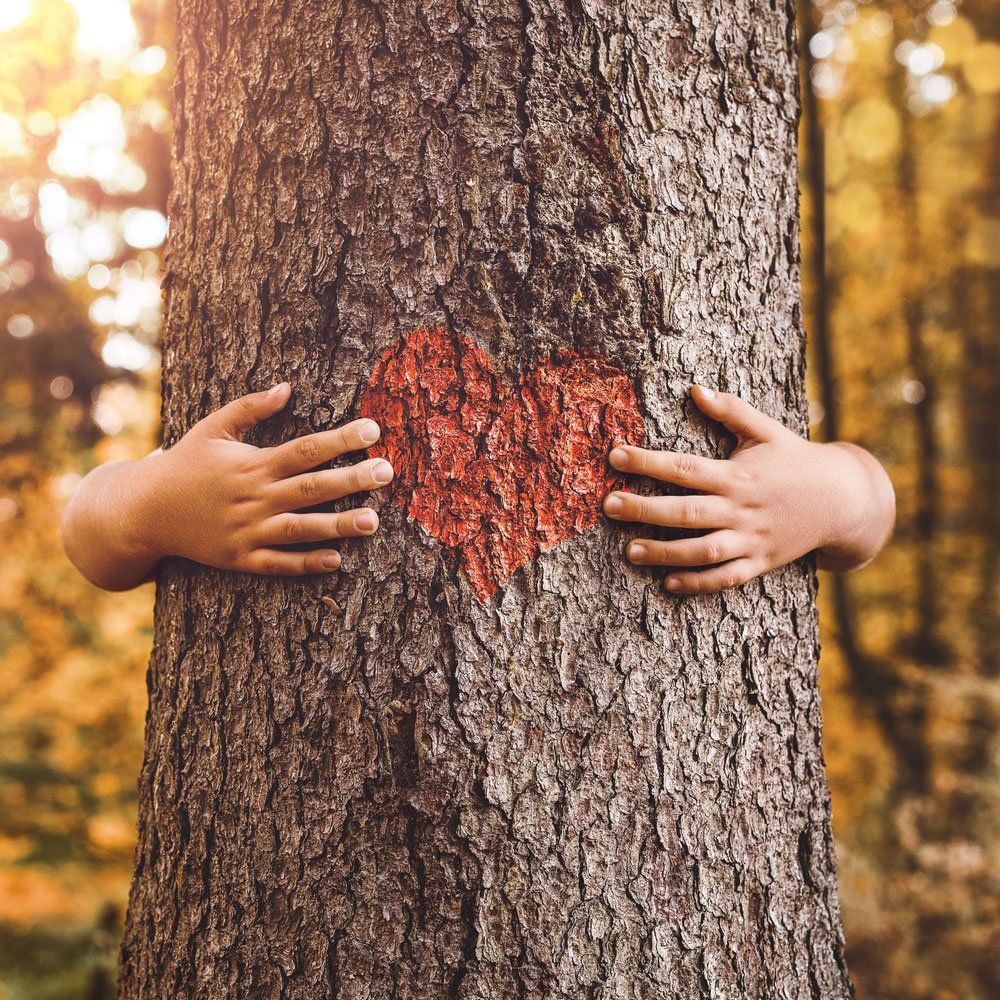 Hugging a Tree with Heart — Bryan, TX — Binford Insect Control Inc. Hugging a Tree with Heart — Bryan, TX — Binford Insect Control Inc.