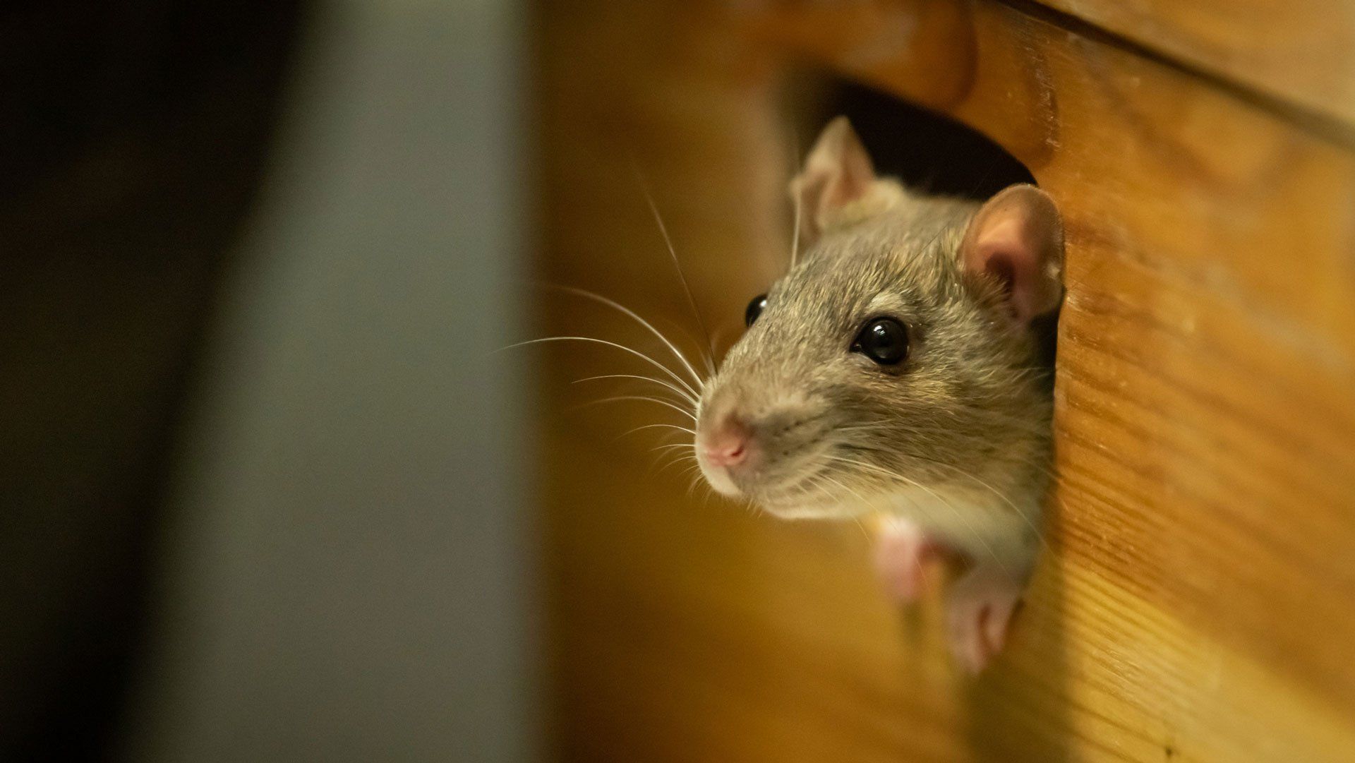 Mouse Peeking from The Inside — Bryan, TX — Binford Insect Control Inc. Mouse Peeking from The Inside — Bryan, TX — Binford Insect Control Inc.
