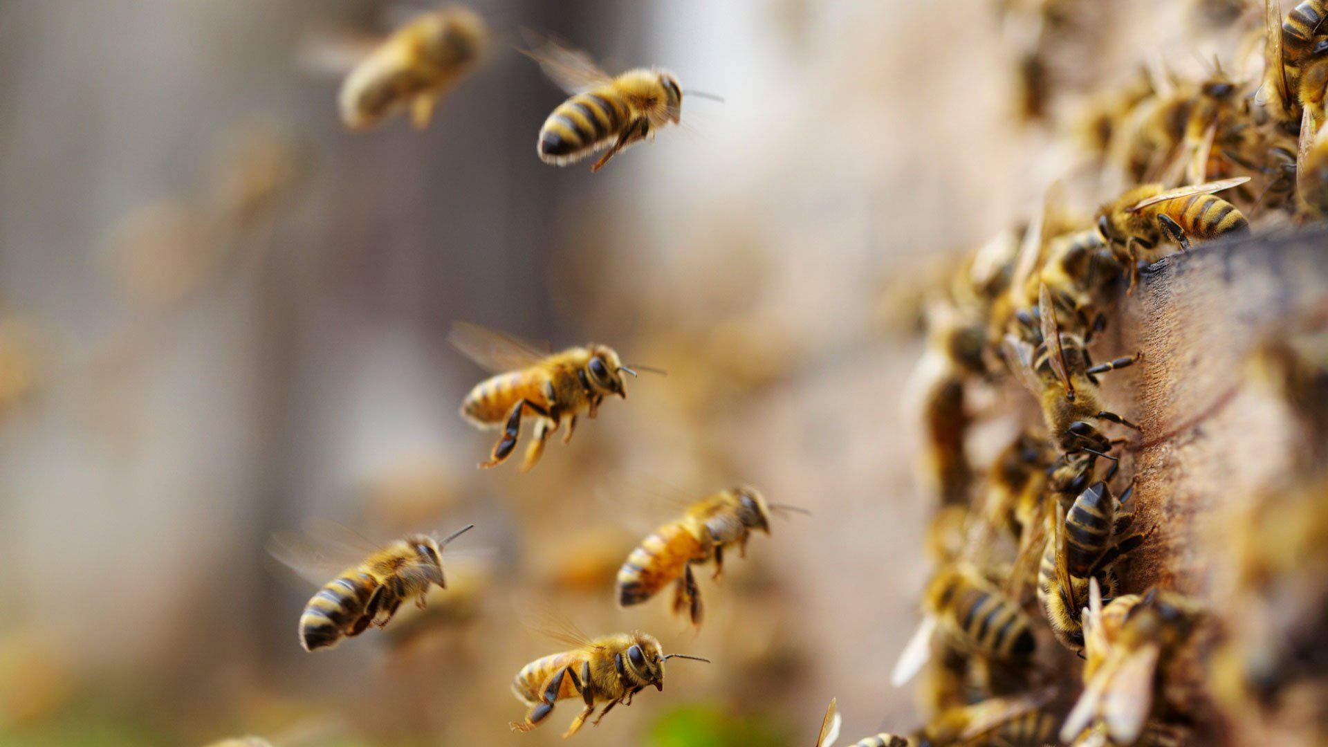 Bees — Bryan, TX — Binford Insect Control Inc. Bees — Bryan, TX — Binford Insect Control Inc.
