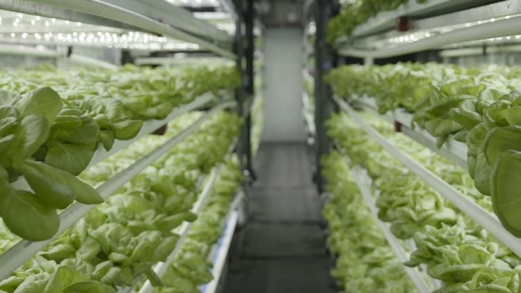 Cargo Container Farming with an 8x40 Shipping Container 