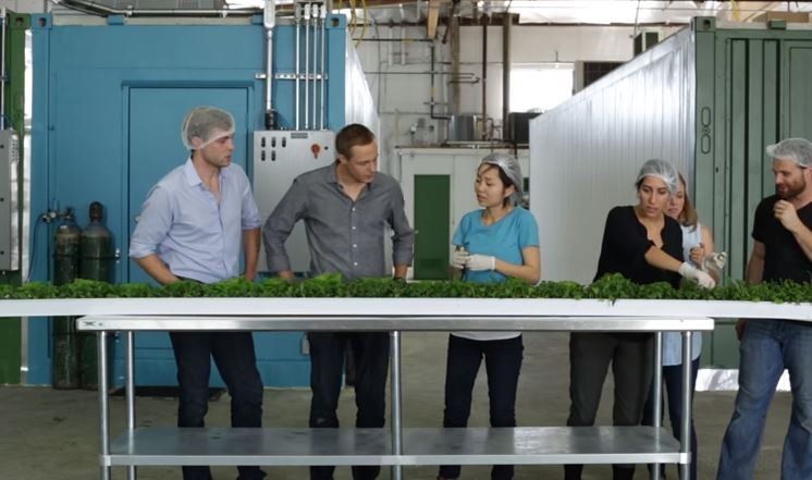 A picture of some of the produce from the Shipping Container Farm