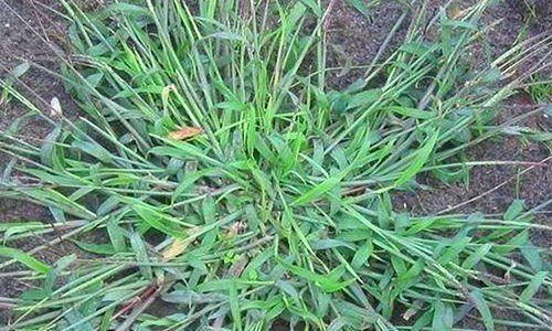 crabgrass