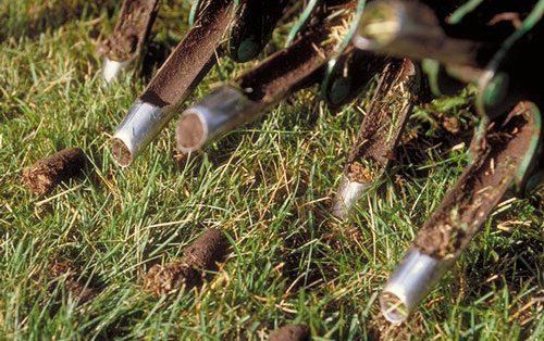 crabgrass