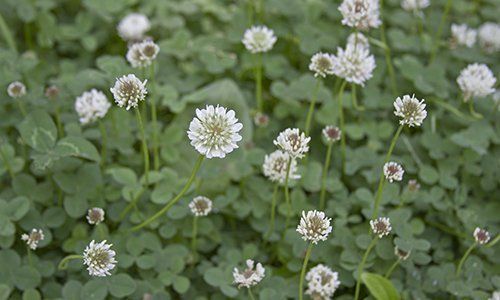 crabgrass