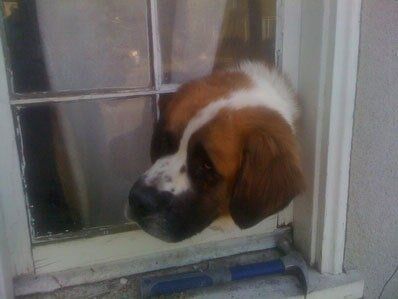 Saint Bernard Broken Window Glass Repair by Fast Glass of Long Beach Saint Bernard Broken Window Glass Repair by Fast Glass of Long Beach