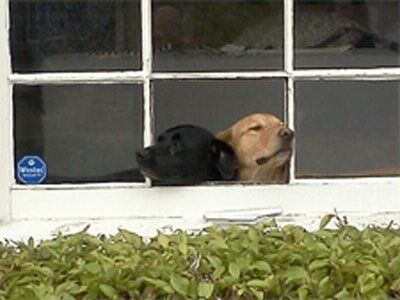 Dogs stuck in a glass window - Glass Repair by Fast Glass of Long Beach Dogs stuck in a glass window - Glass Repair by Fast Glass of Long Beach