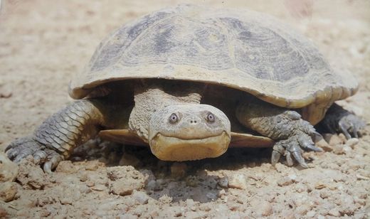 landschildpad