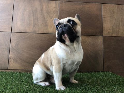 Bulldog Frances en torreon