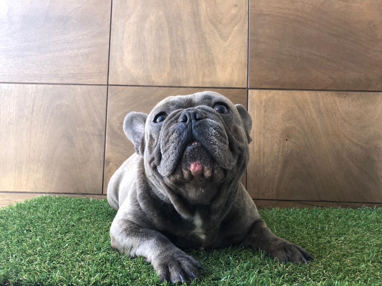 bulldog frances