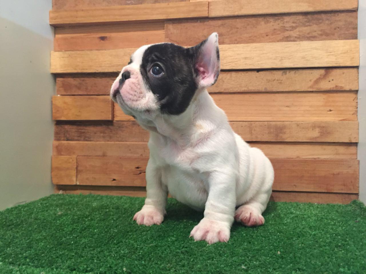 cachorro bulldog frances